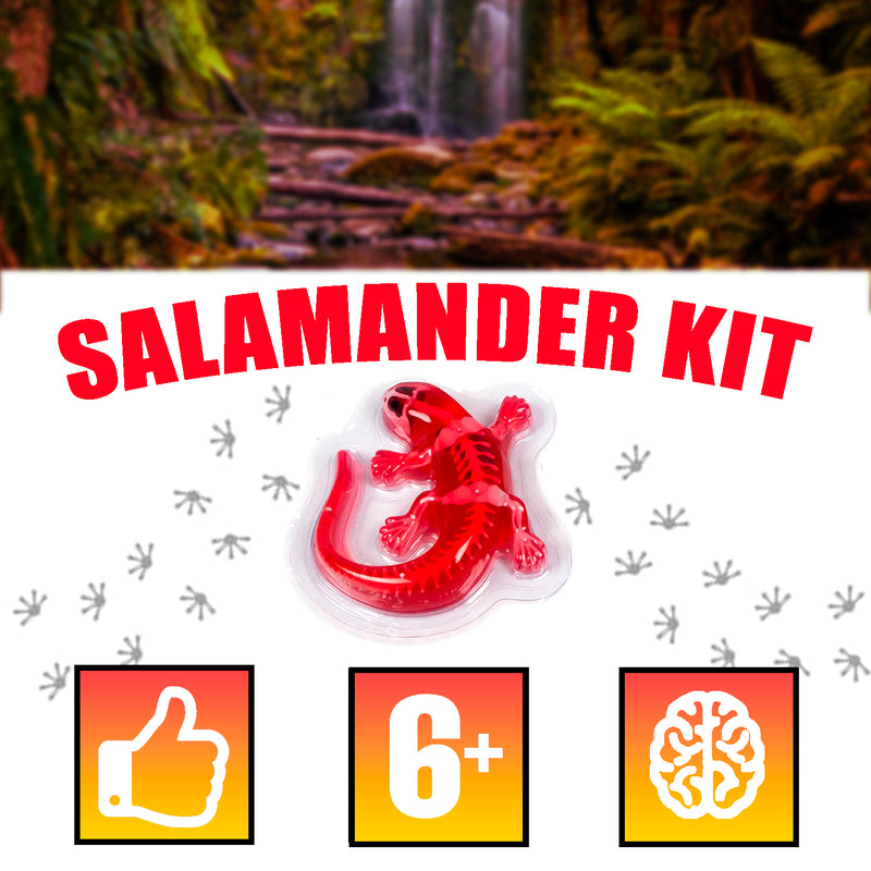 Amazing Creatures Salamander Synthetic Dissection Kit - STEM